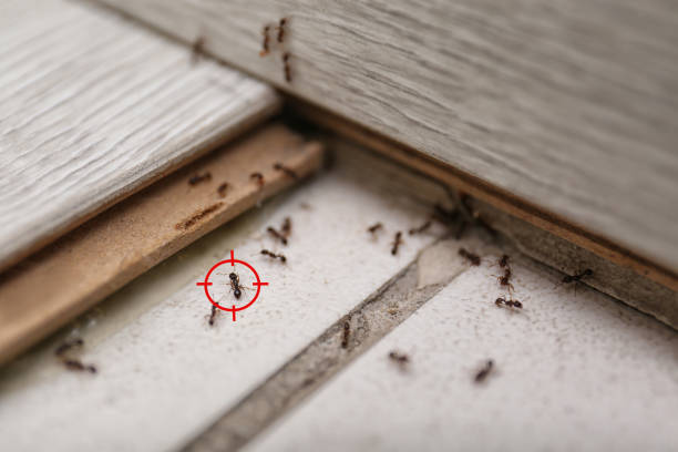 Best Affordable Pest Control Services  in Oaklyn, NJ