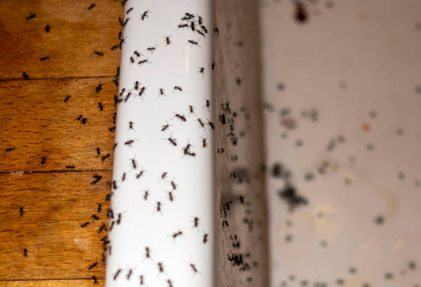 Best Best Pest Control Companies  in Oaklyn, NJ