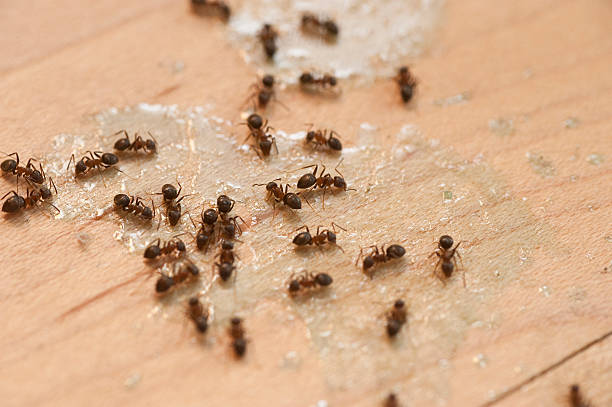 Best Affordable Pest Control Services  in Oaklyn, NJ